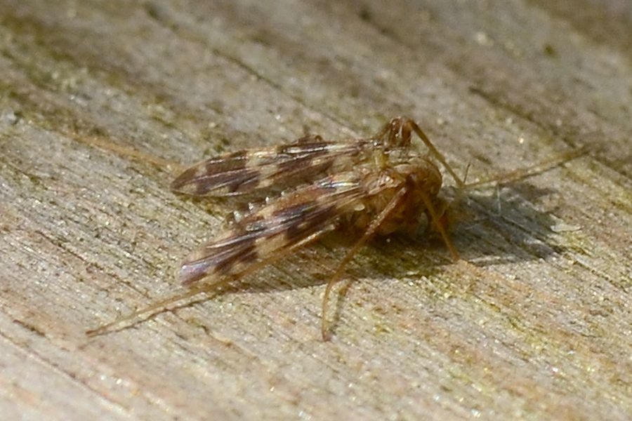 Psectrotanypus varius