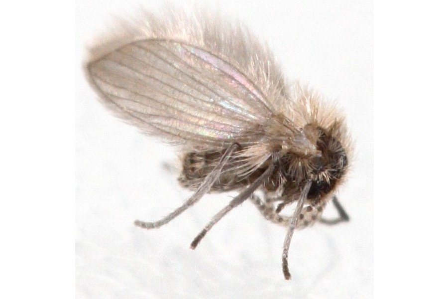 Psychoda albipennis