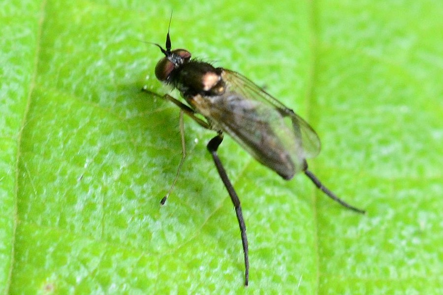 Rhaphium crassipes