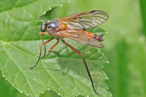 Rhagio immaculatus