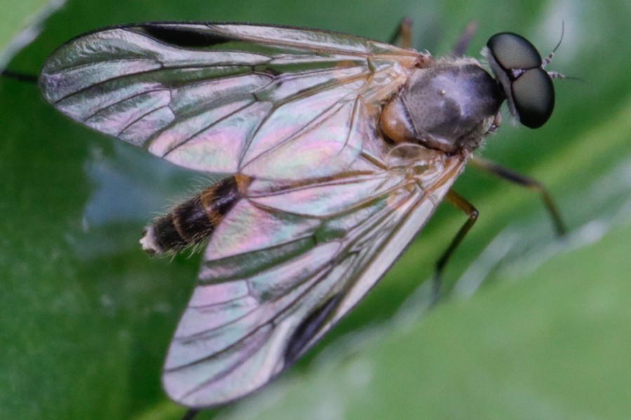 Rhagio lineola