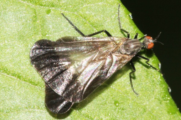 Rhamphomyia marginata