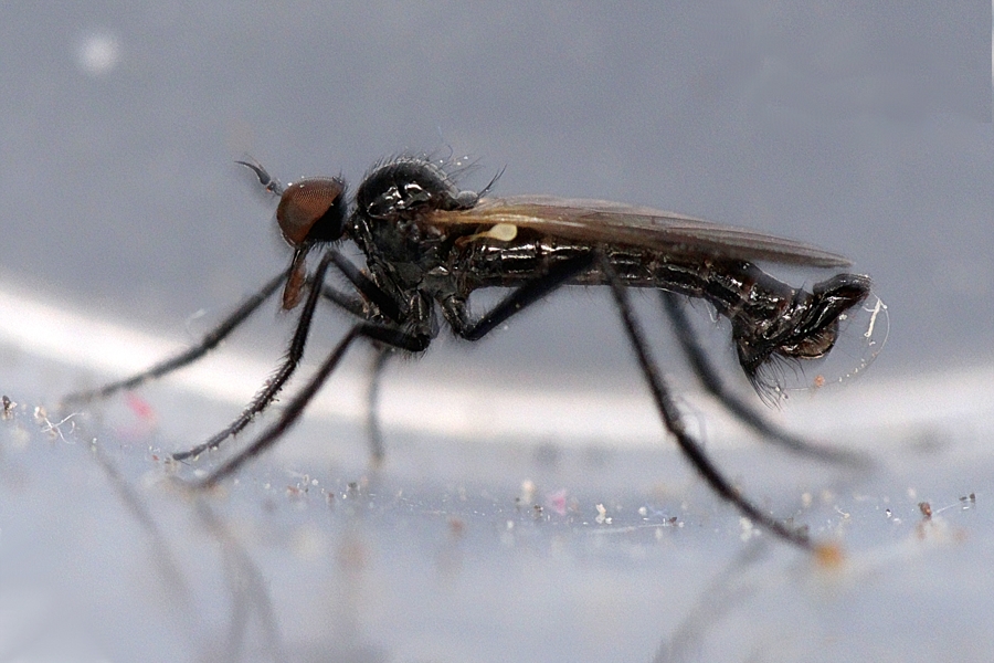 Rhamphomyia atra