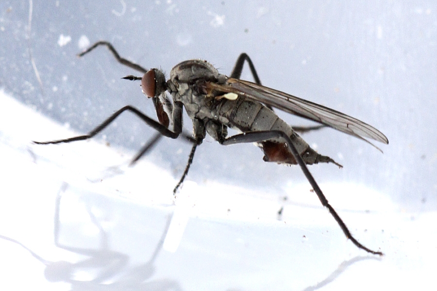 Rhamphomyia crassirostris