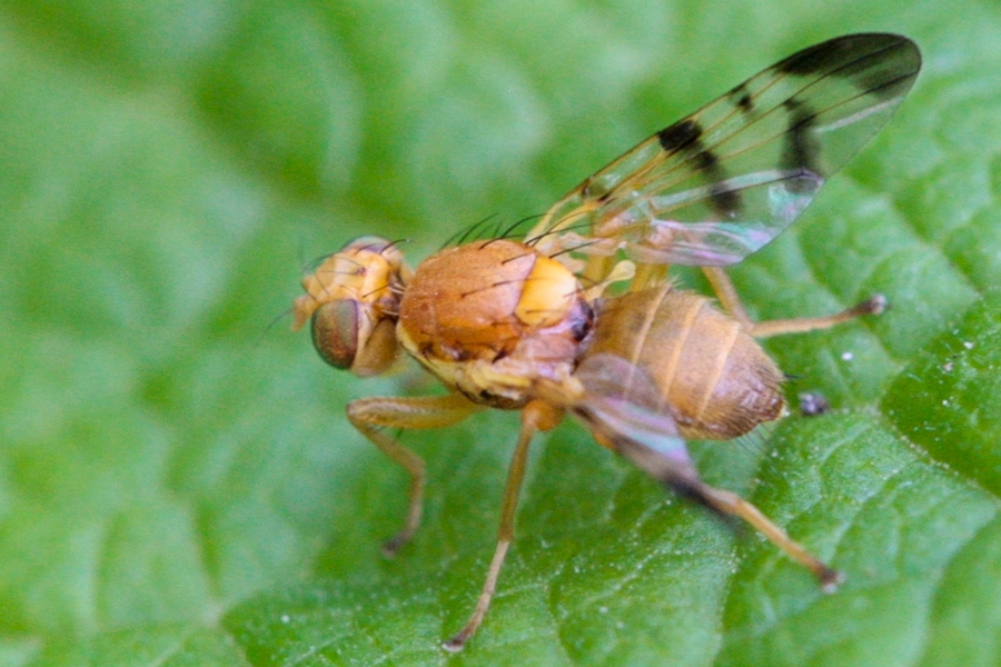 Sauerdorn-Bohrfliege