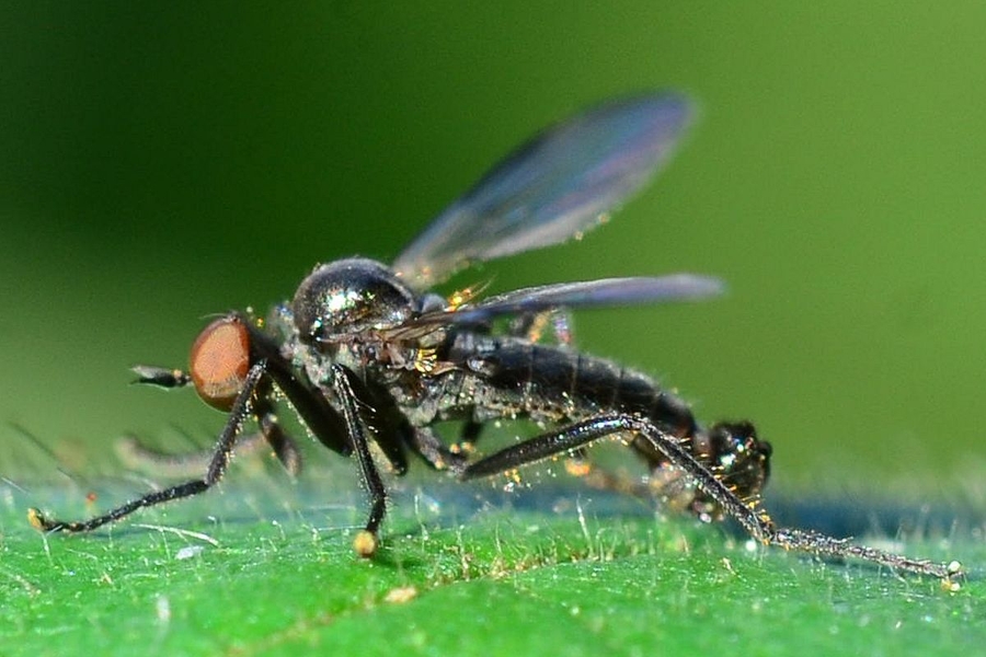 Rhamphomyia erythrophthalma