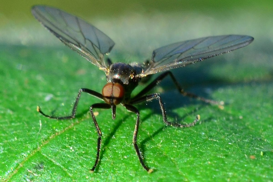 Rhamphomyia erythrophthalma