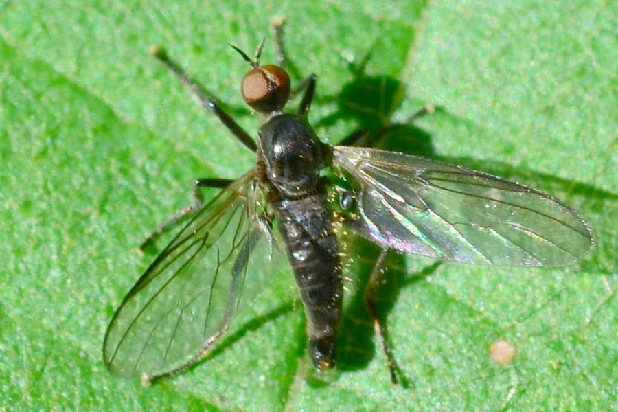 Rhamphomyia erythrophthalma