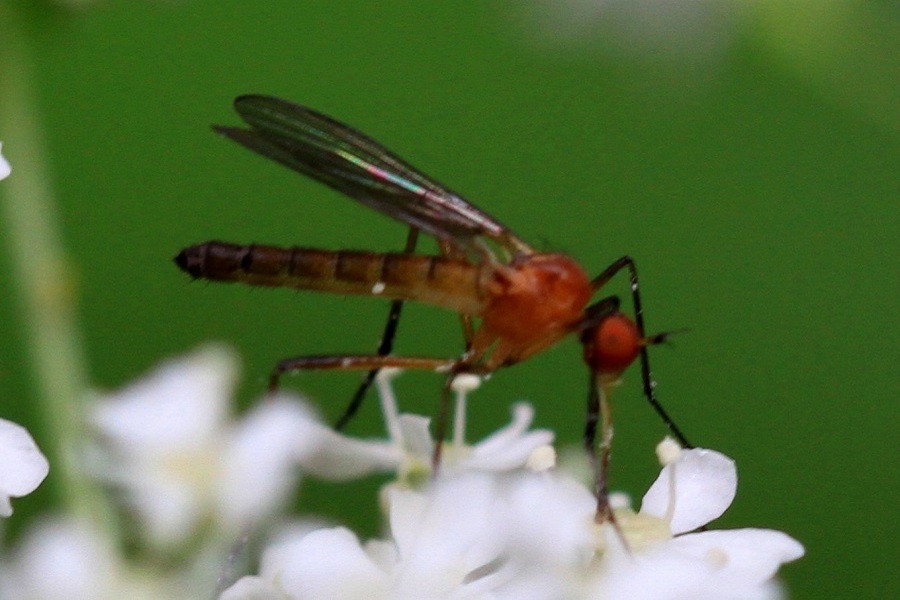 Rhamphomyia flava