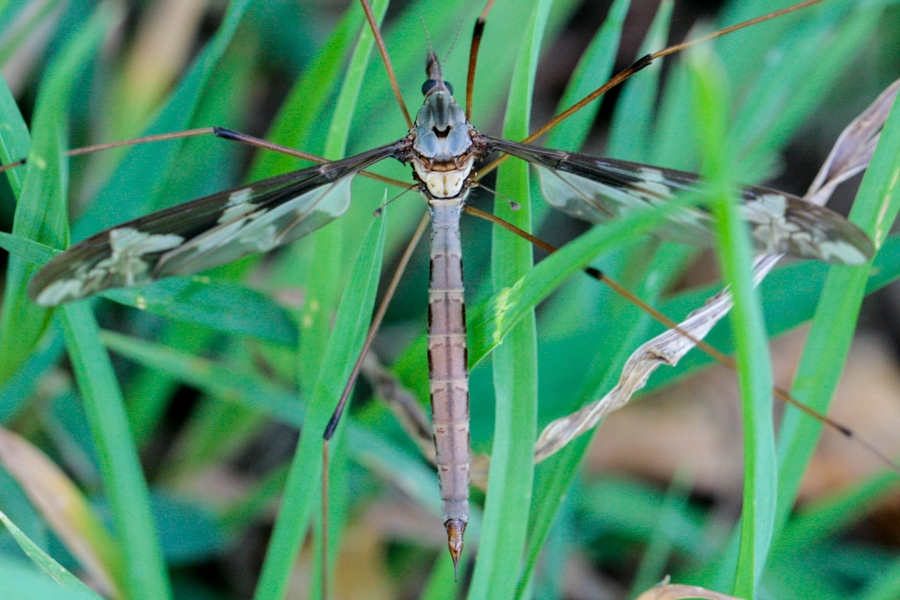 Riesenschnake