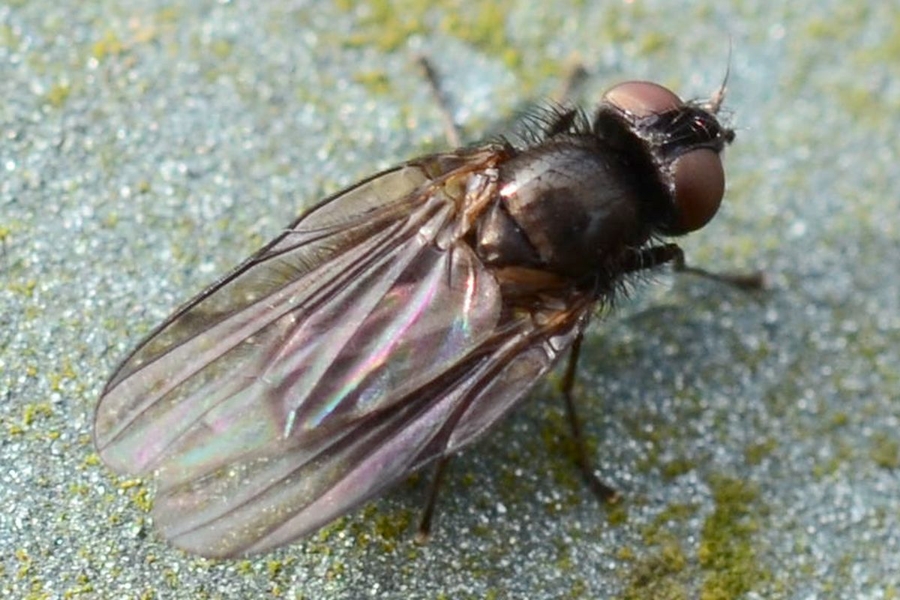 Earomyia lonchaeoides