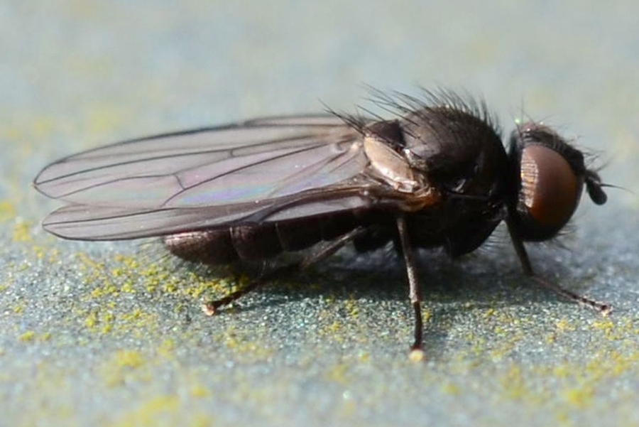 Earomyia lonchaeoides