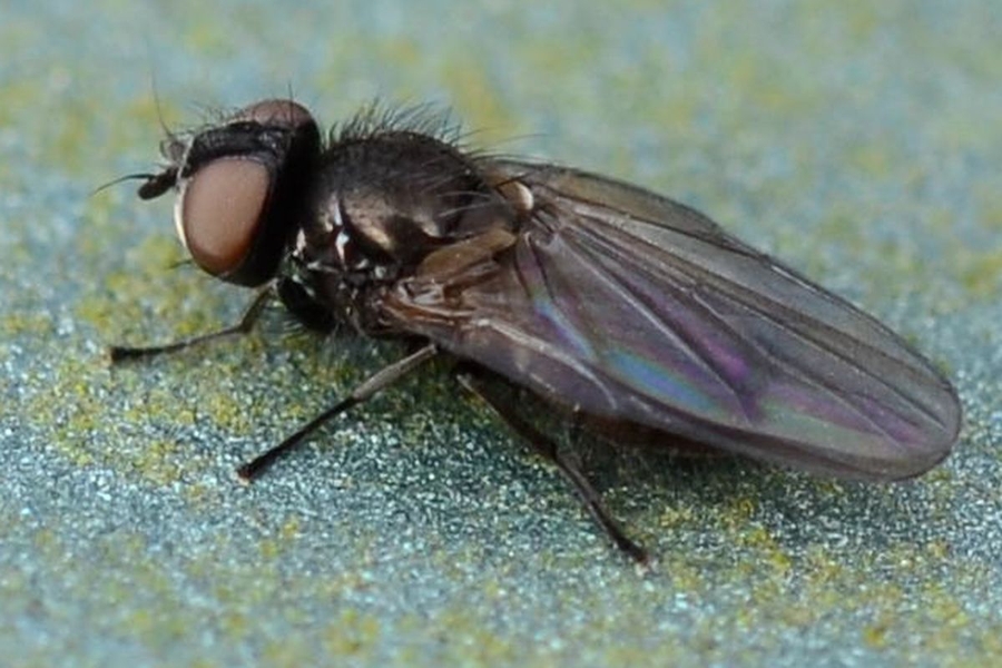 Earomyia lonchaeoides