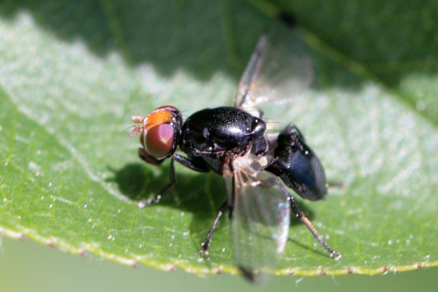 Rotstirnige Schmuckfliege