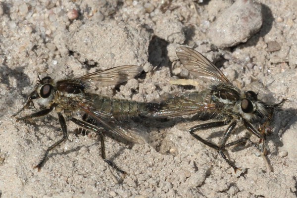 Sand-Raubfliege