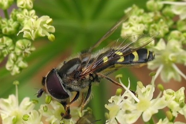 Scaeva selenitica