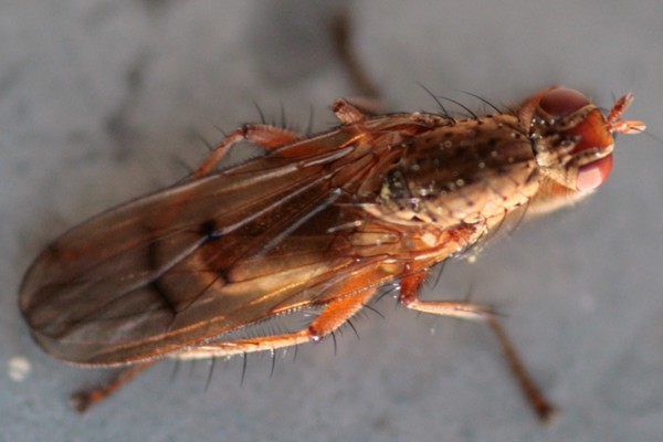 Scathophaga furcata