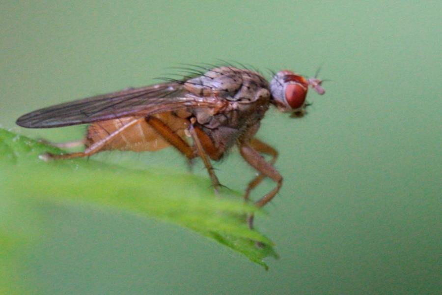 Scathophaga inquinata