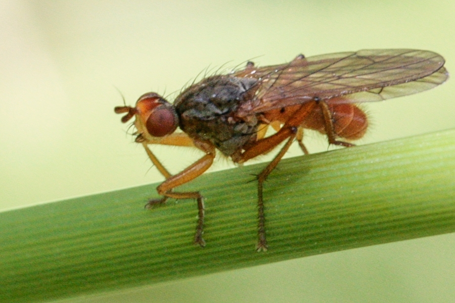 Scathophaga inquinata