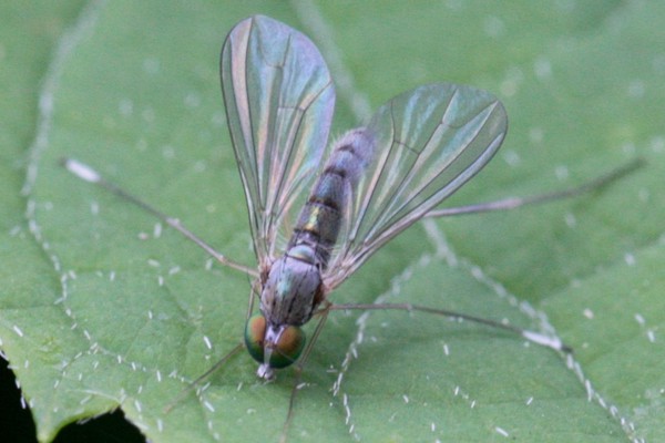 Sciapus platypterus