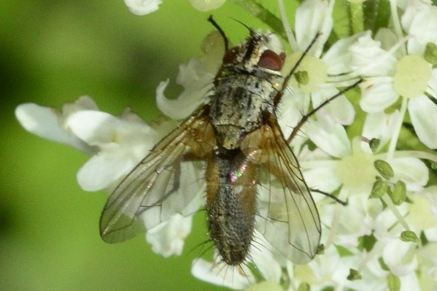 Solieria pacifica