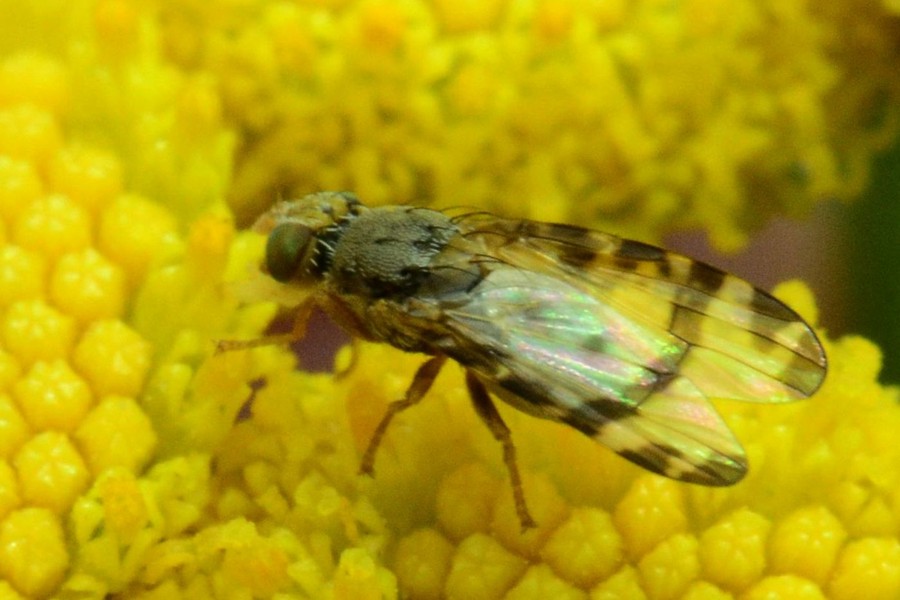 Sphenella marginata