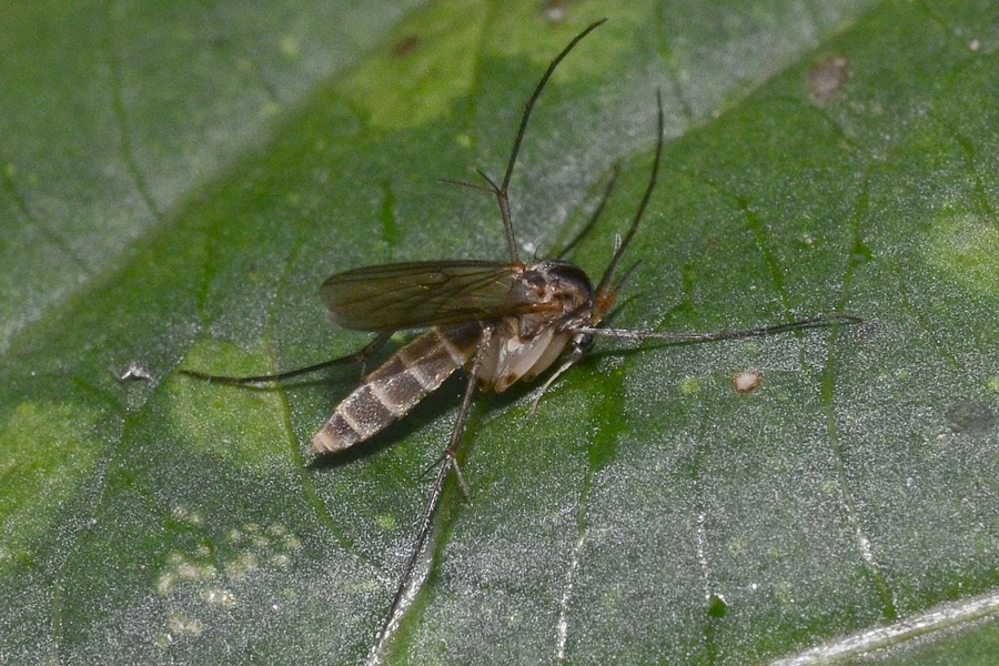 Stigmatomeria crassicornis