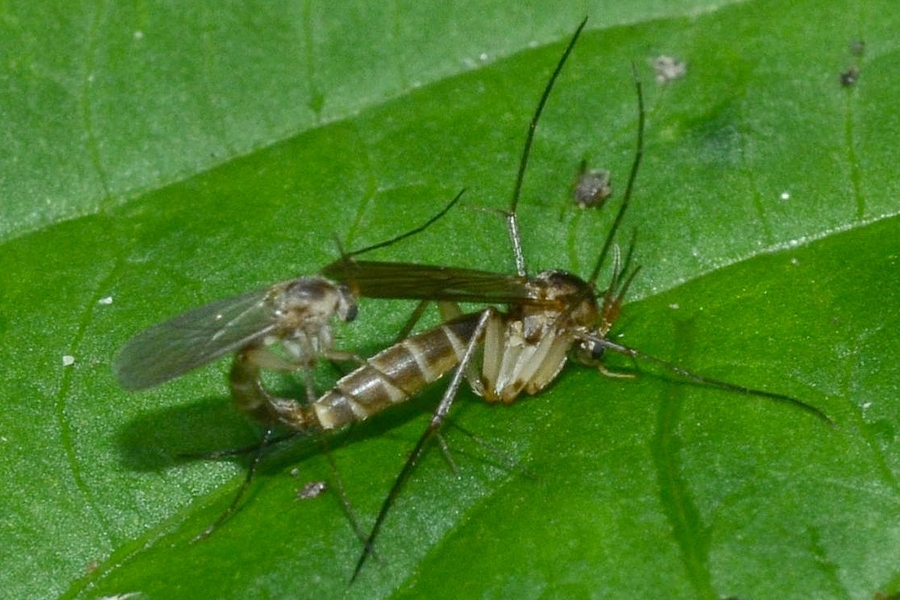 Stigmatomeria crassicornis