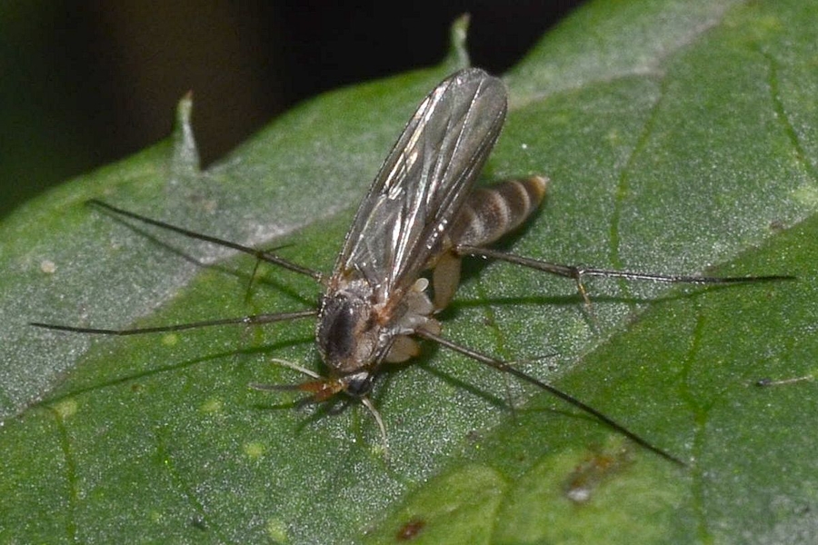 Stigmatomeria crassicornis