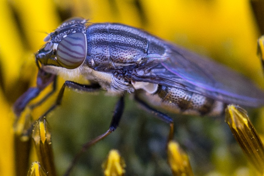 Stomorhina lunata