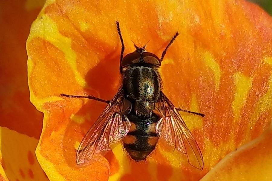 Stomorhina lunata