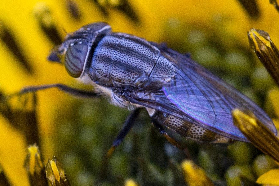 Stomorhina lunata