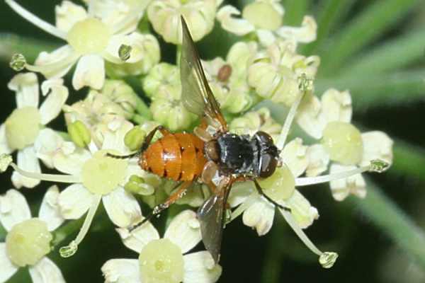 Subclytia rotundiventris