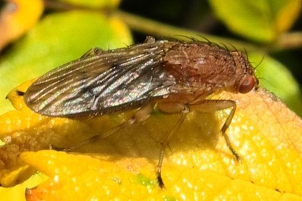 Suillia affinis