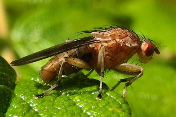 Suillia affinis