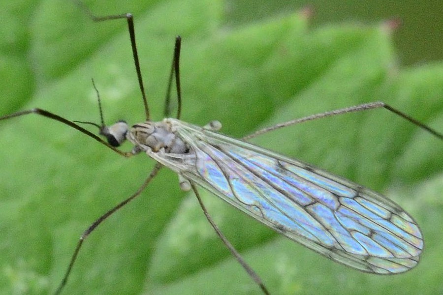 Symplecta hybrida