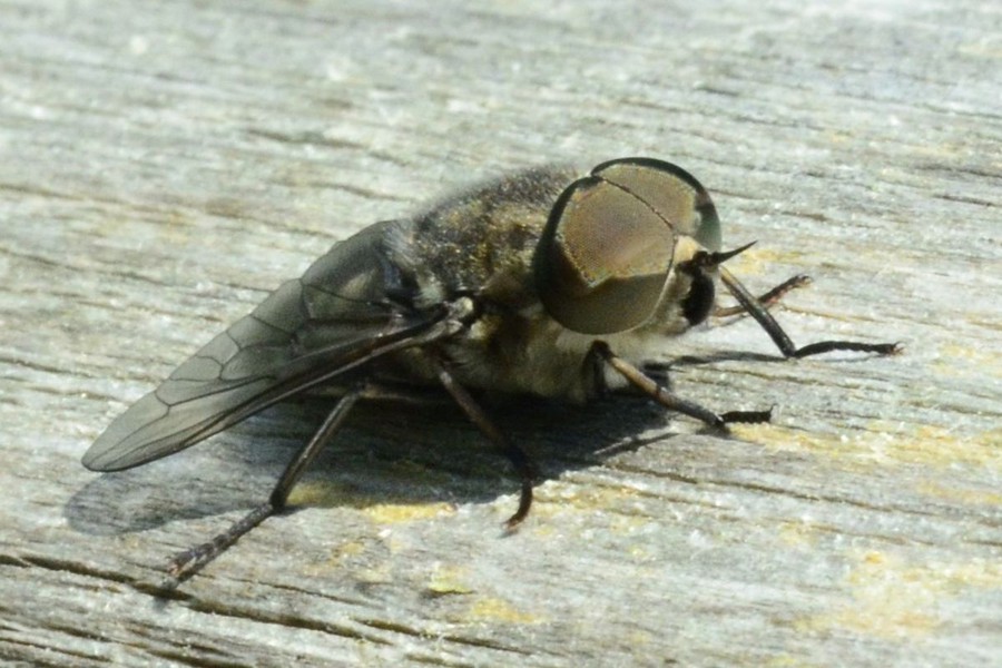 Tabanus autumnalis