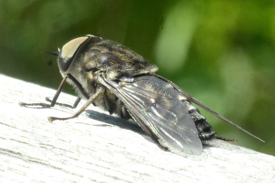 Tabanus autumnalis