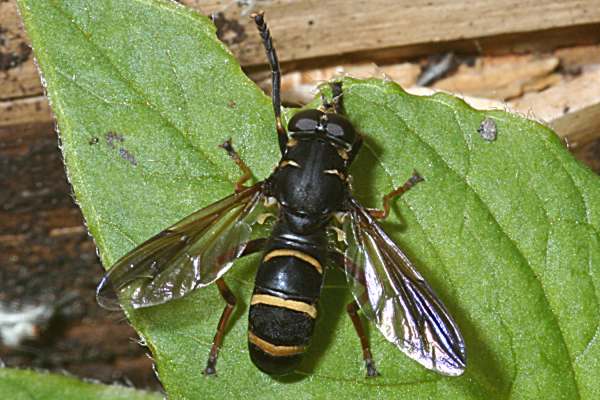 Hummel-Moderholzschwebfliege