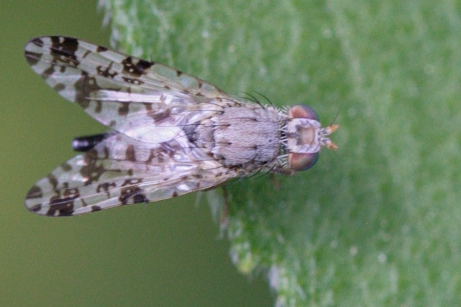 Tephritis hyoscyami