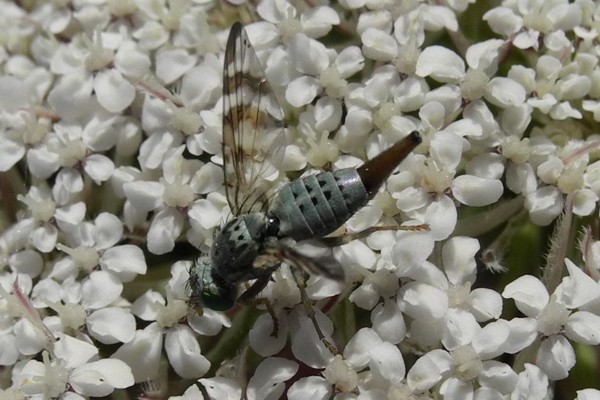 Terellia ceratocera