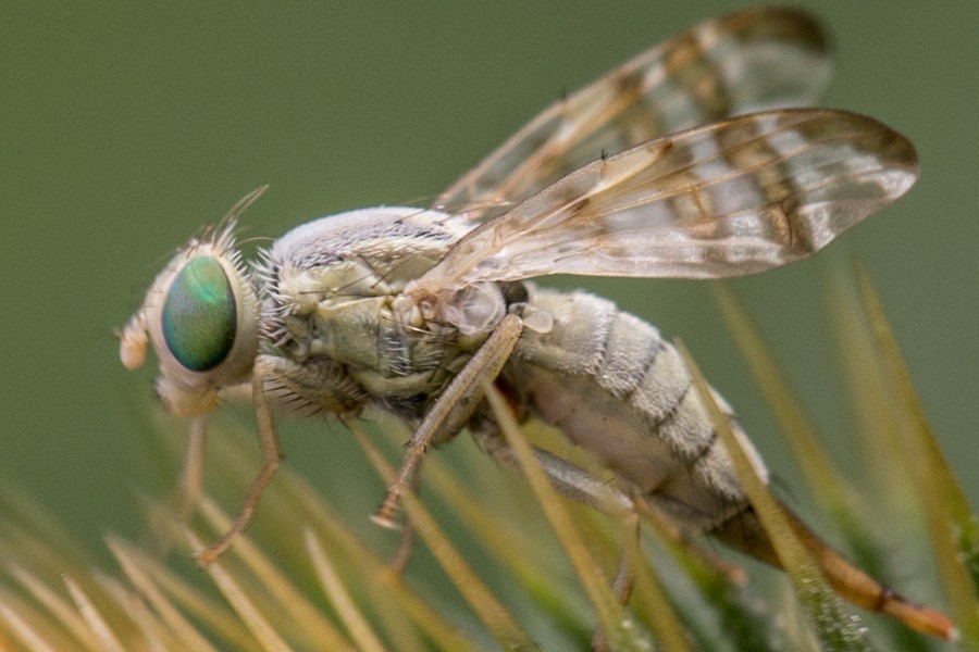 Terellia tussilaginis