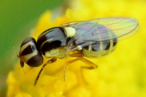 Thaumatomyia glabra