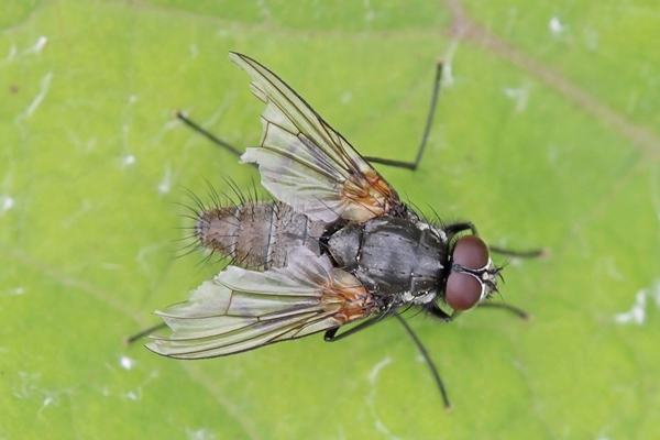 Thricops nigrifrons