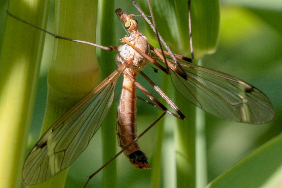 Tipula fascipennis