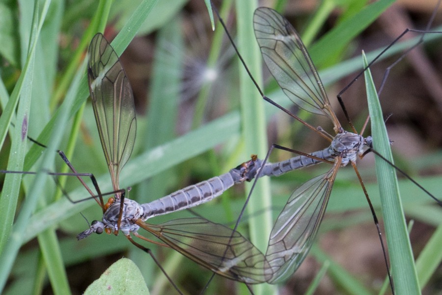 Tipula luna