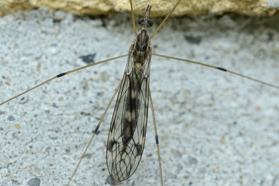 Tipula rufina