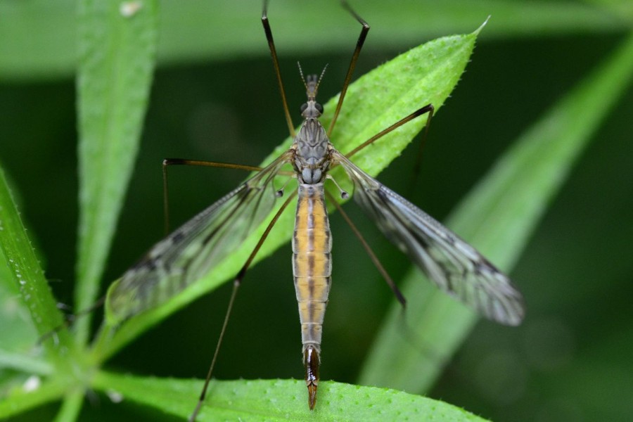 Tipula scripta