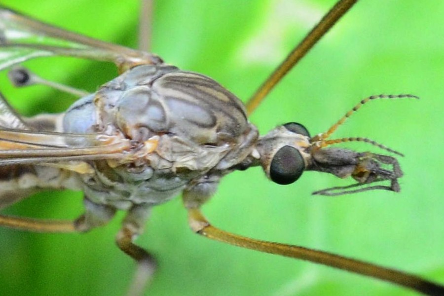 Tipula scripta