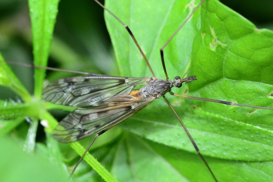 Tipula scripta